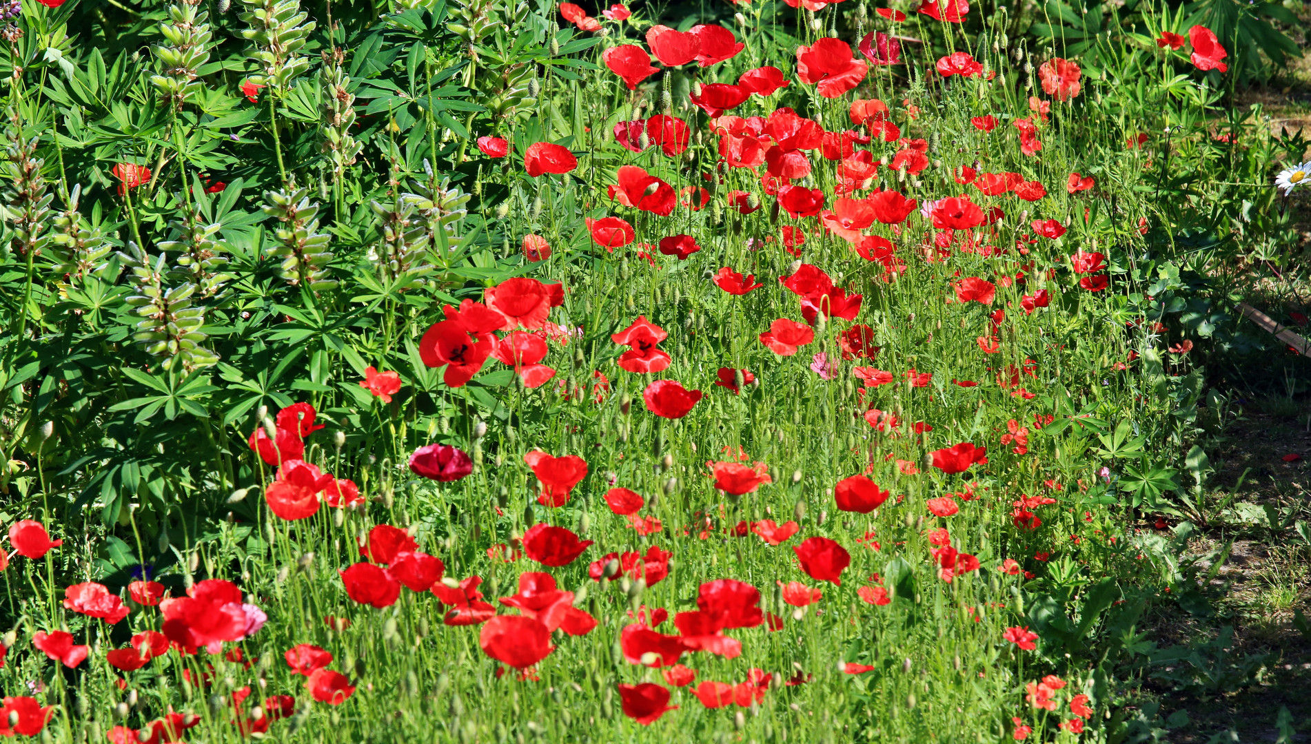 Blümchen zum Mittwoch...