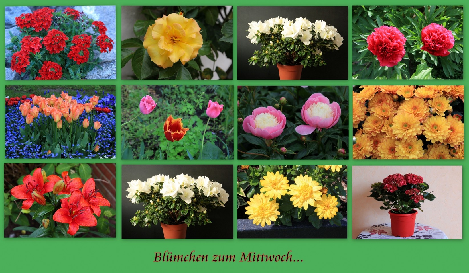 Blümchen zum Mittwoch...