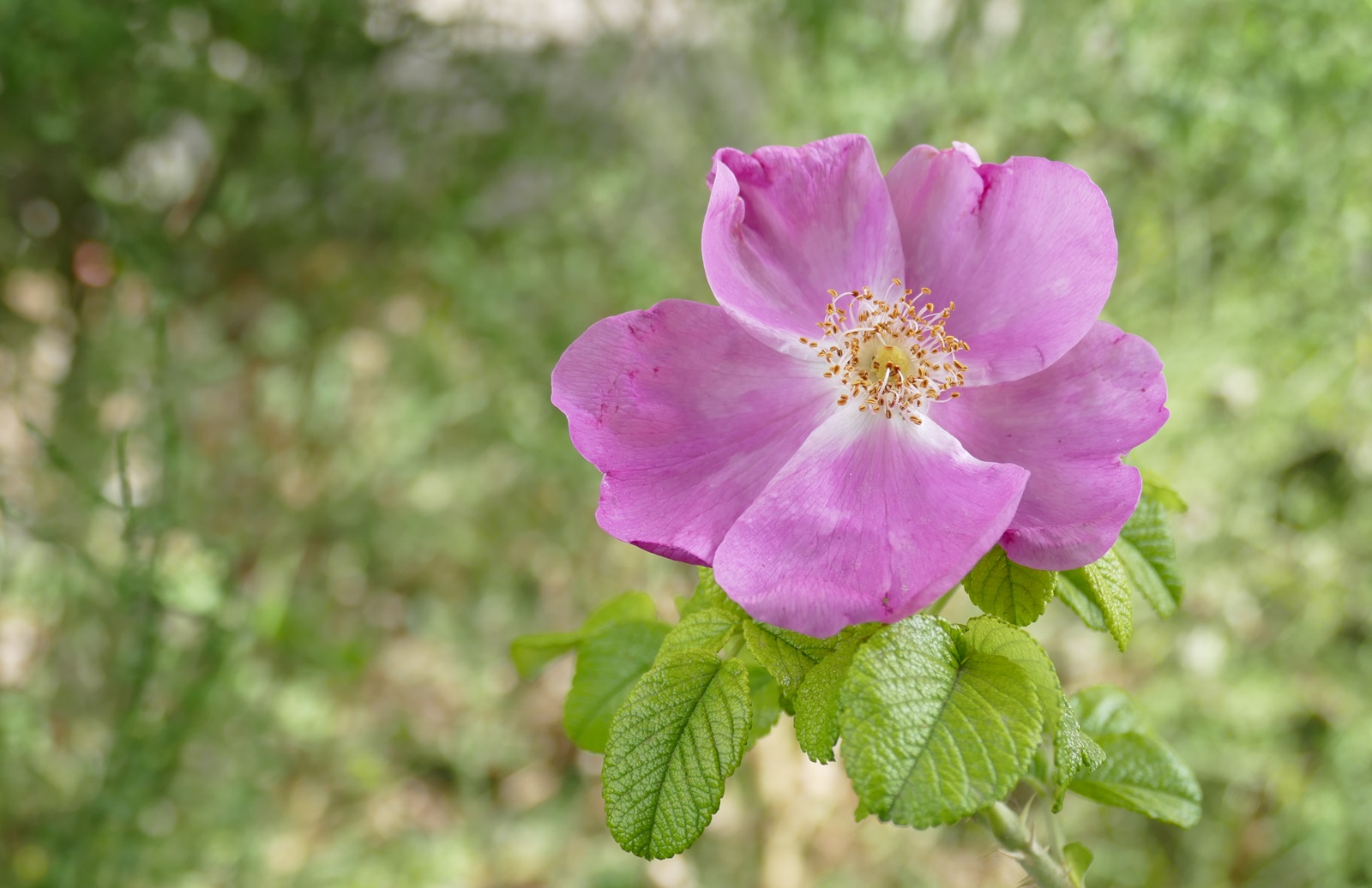 Blümchen zum Mittwoch