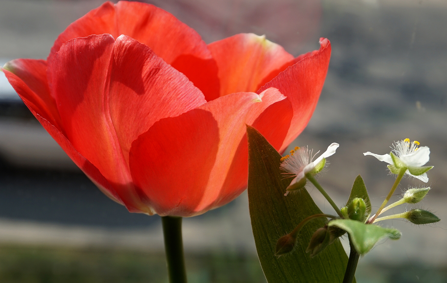 Blümchen zum Mittwoch