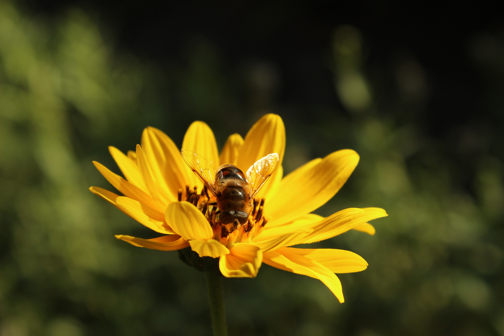 ________Blümchen zum Mittwoch_________