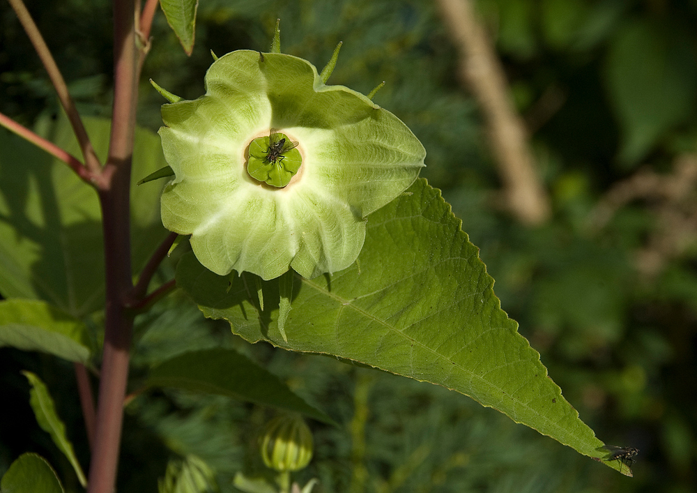 Blümchen zum Mittwoch, am Sonntag fotografiert