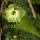 Blümchen zum Mittwoch, am Sonntag fotografiert