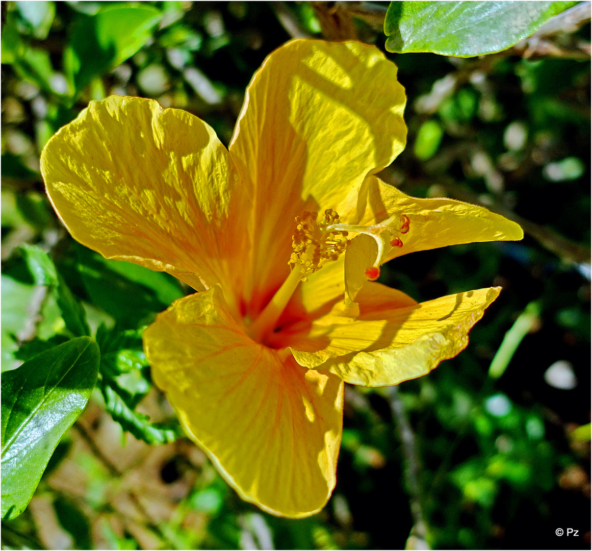 Blümchen zum Mittwoch: Gelbe Hibiskusblüte ...