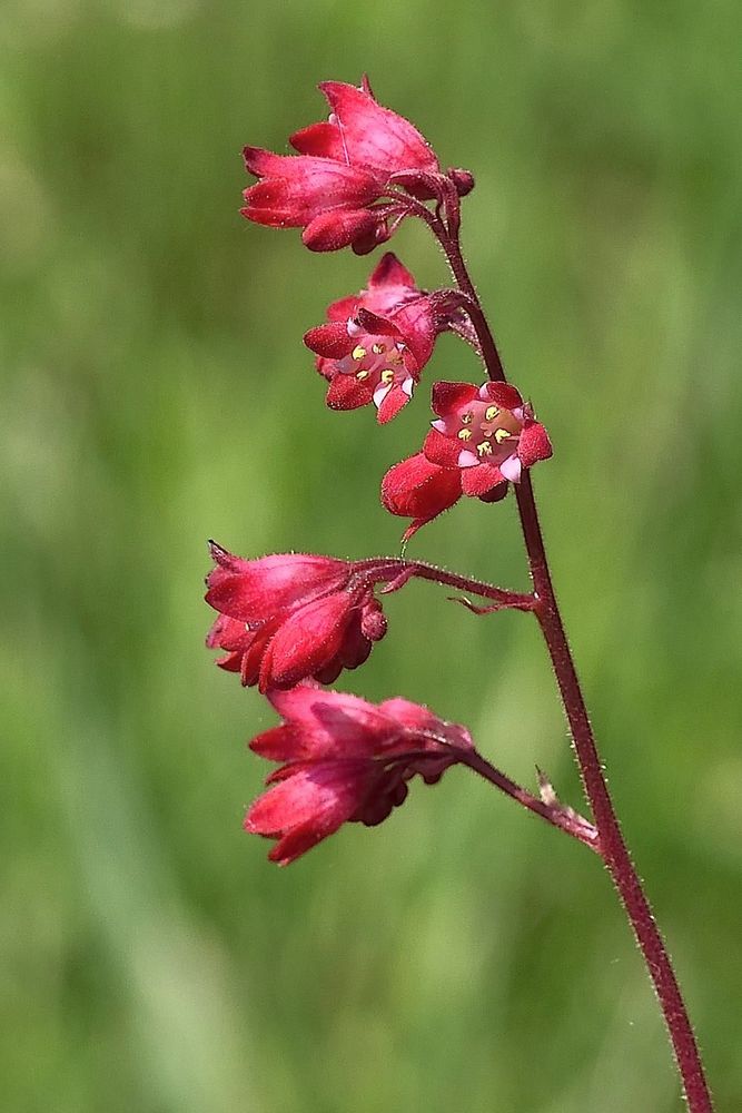 Blümchen zum Mittwoch Purpurglöckchen oder auch Schattenglöckchen