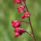 Blümchen zum Mittwoch Purpurglöckchen oder auch Schattenglöckchen