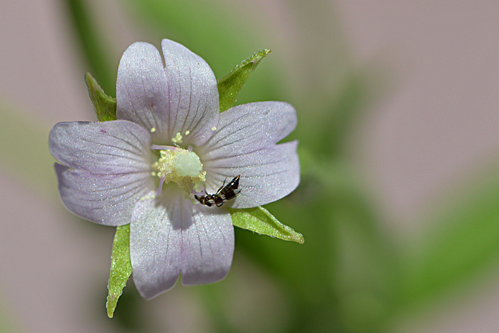 Blümchen zum Montag