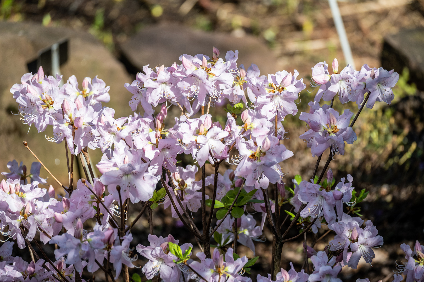 Blümchen zum Ostersonntag - DSC_2144