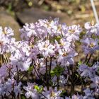 Blümchen zum Ostersonntag - DSC_2144