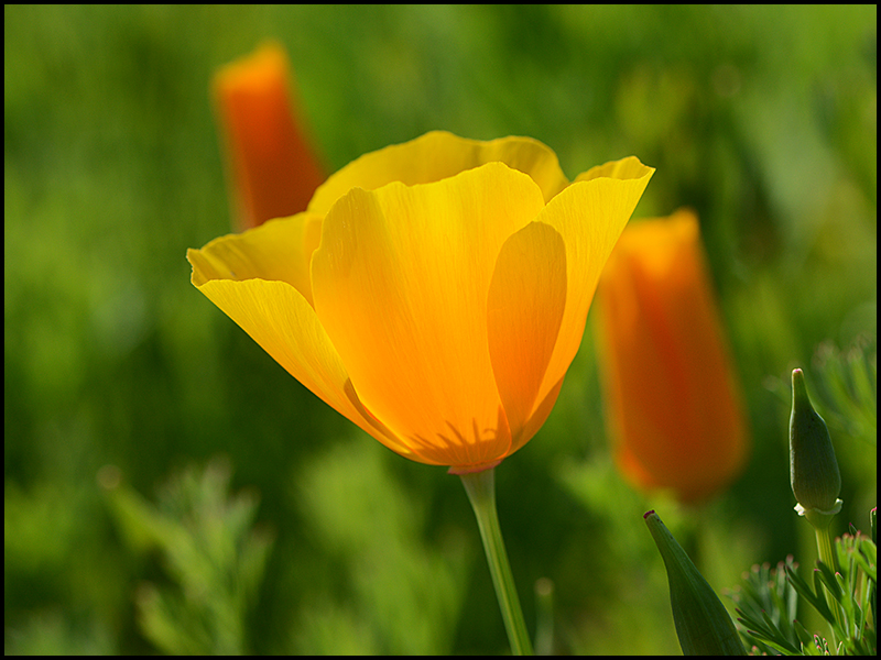 Blümchen zum Sonntag