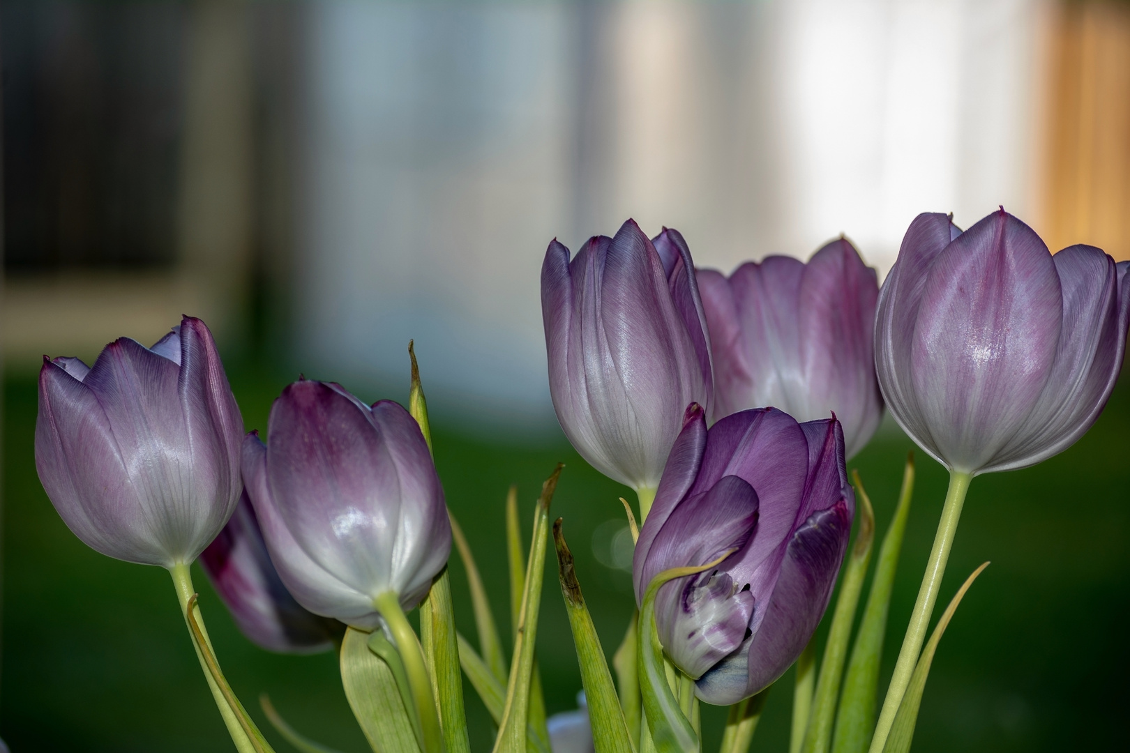 Blümchen zum Sonntag