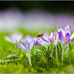 Blümchen zum Sonntag