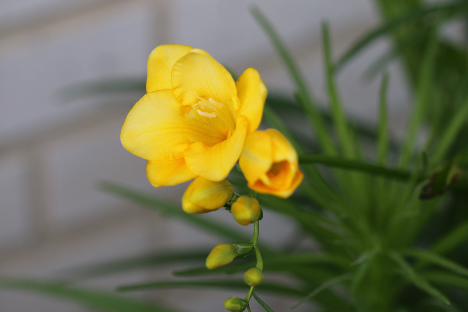 Blümchen zum Sonntag