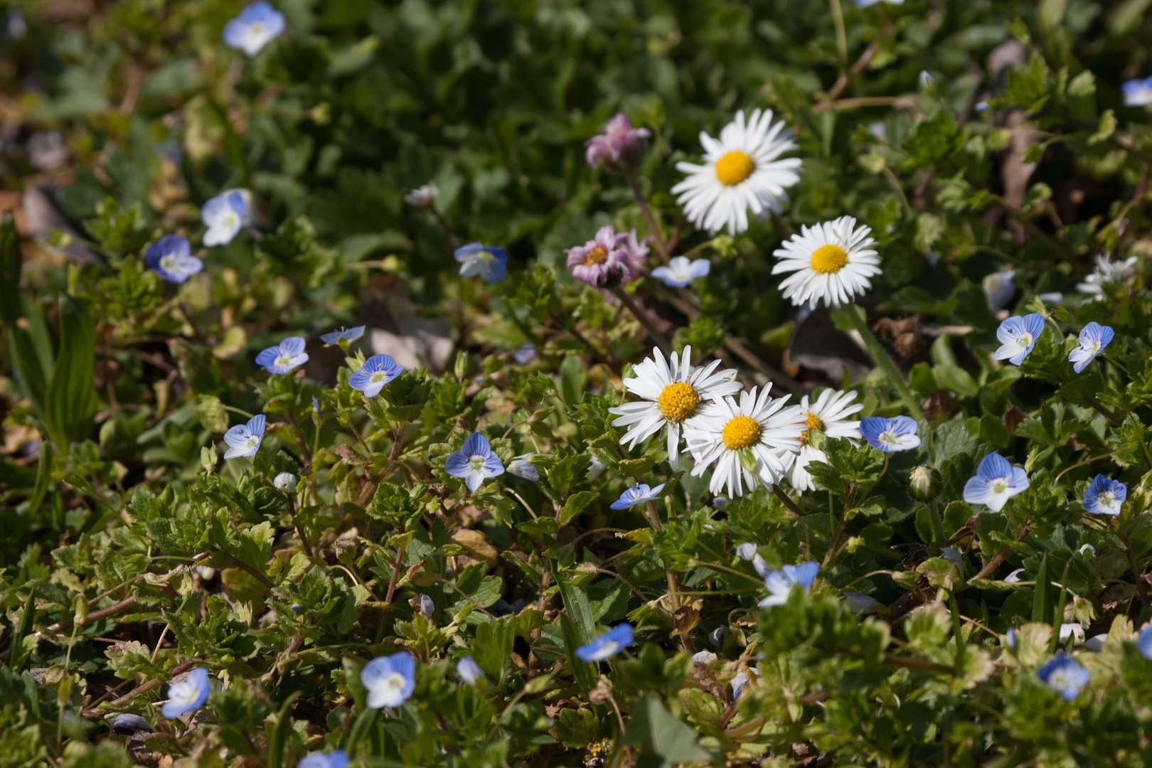 Blümchen zum Tag der Arbeit