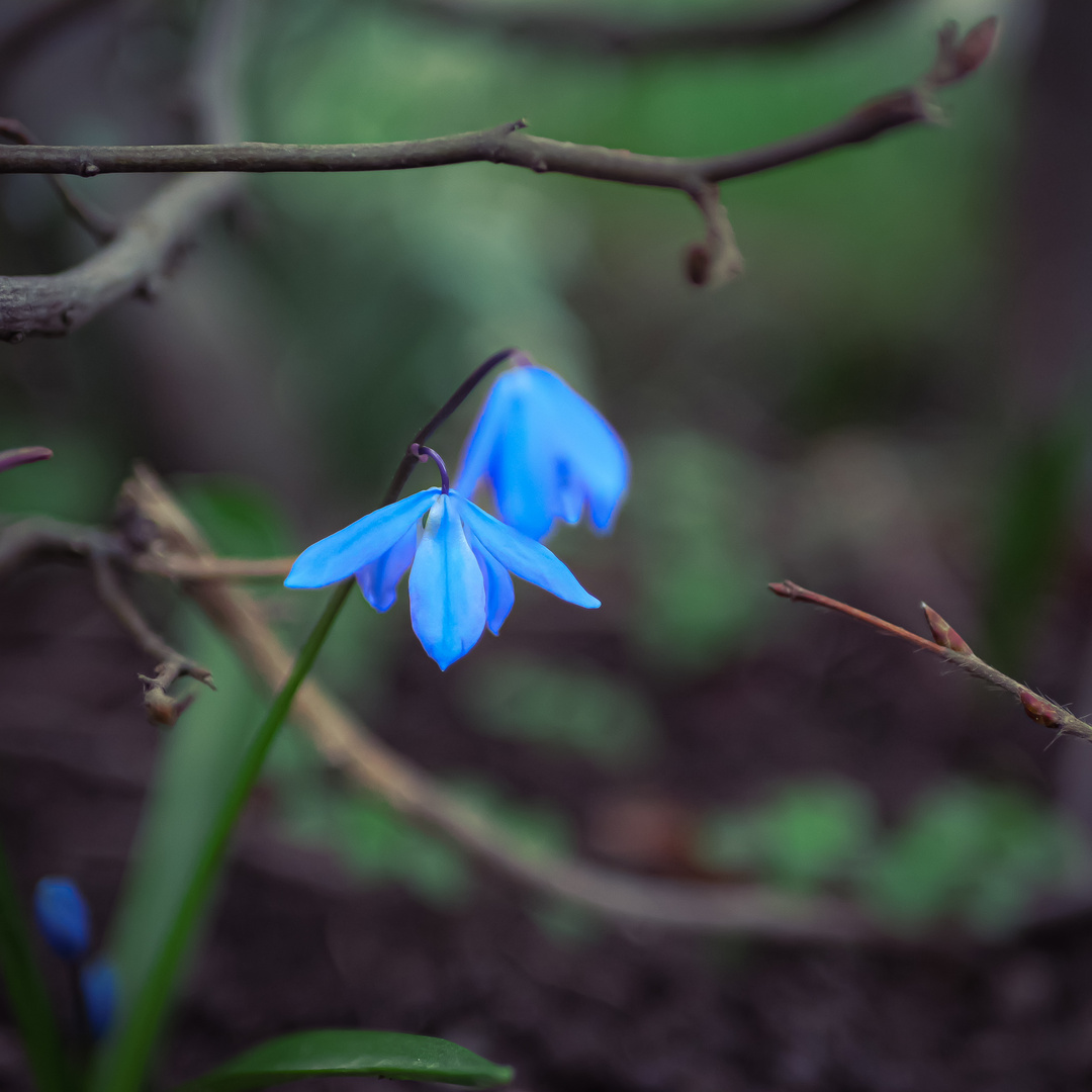 Blümchen zum Weltfrauentag