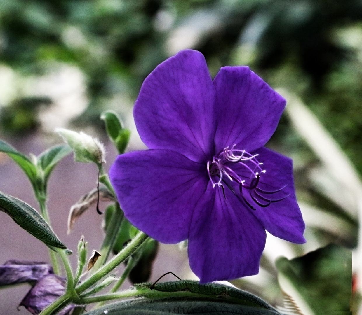 Blümchen zum Wochenanfang