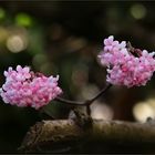 Blümchen zum Wochenende.