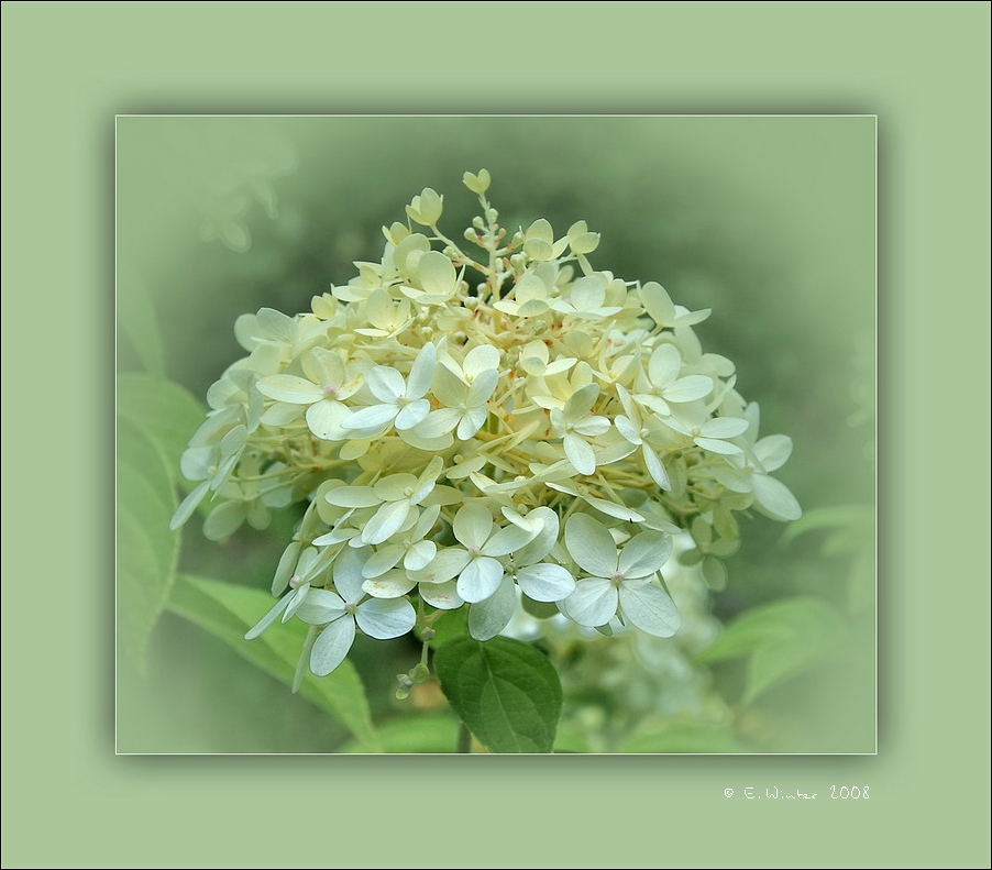 Blümchen zum Wochenende