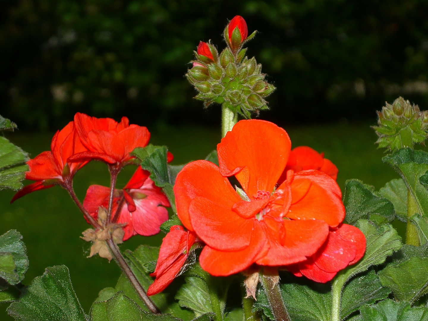 Blümchen zum Wochenende