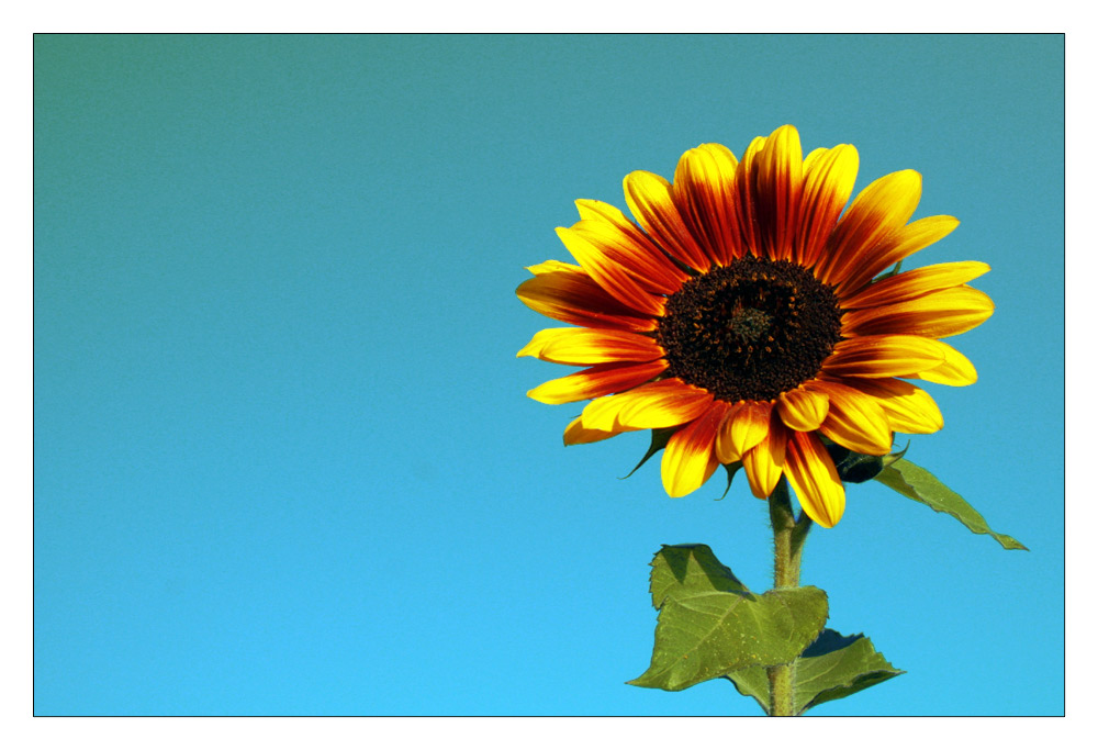 Blümchen zur Sonne