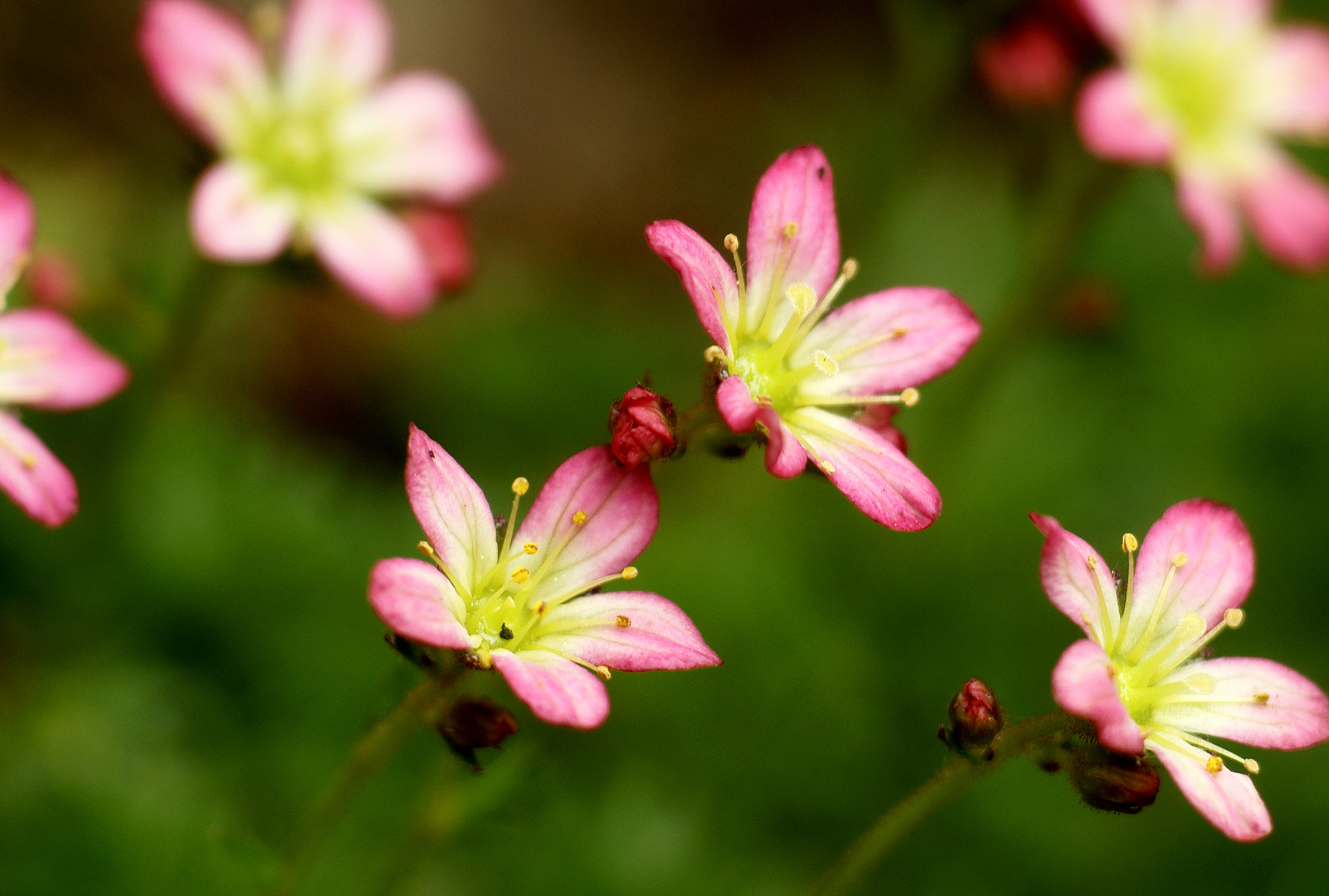 Blümchen/2