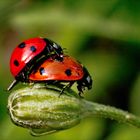 "Blümchen6" oder "Die Vermehrung des Glücks" ???