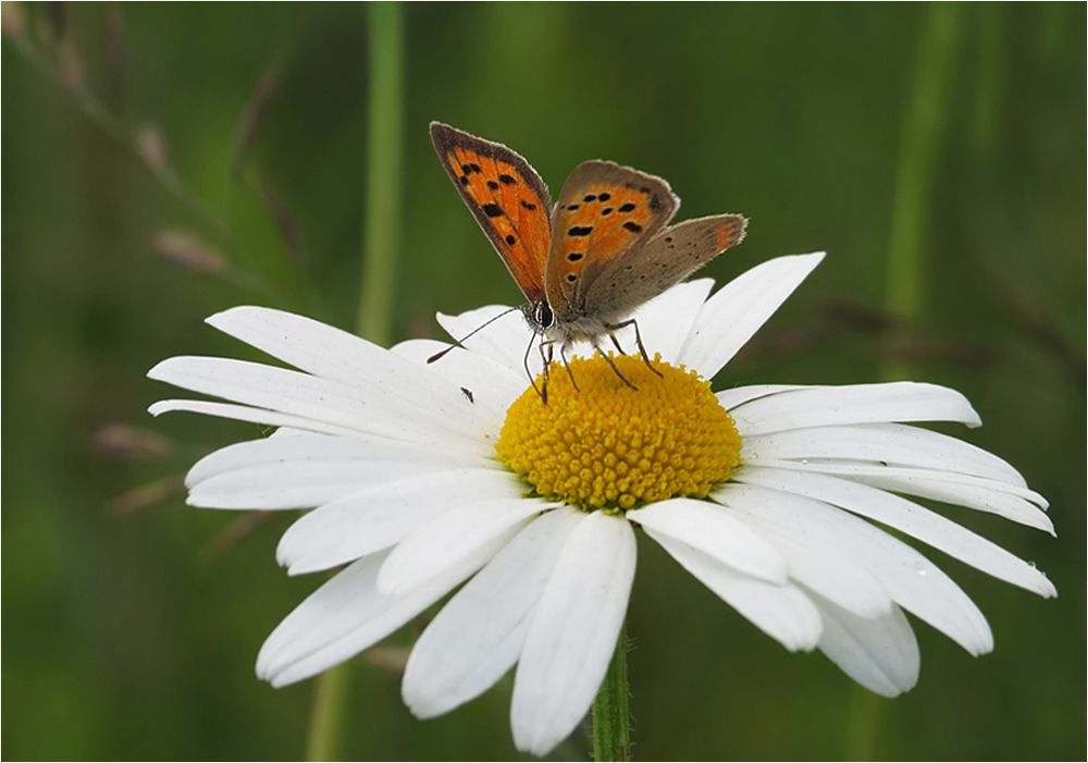  Blümchen...besetzt!