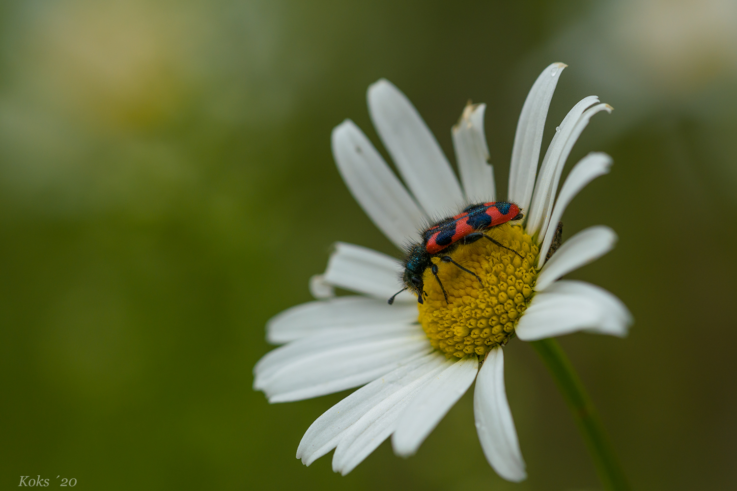 Blümchenbesuch