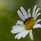 Blümchenbesuch