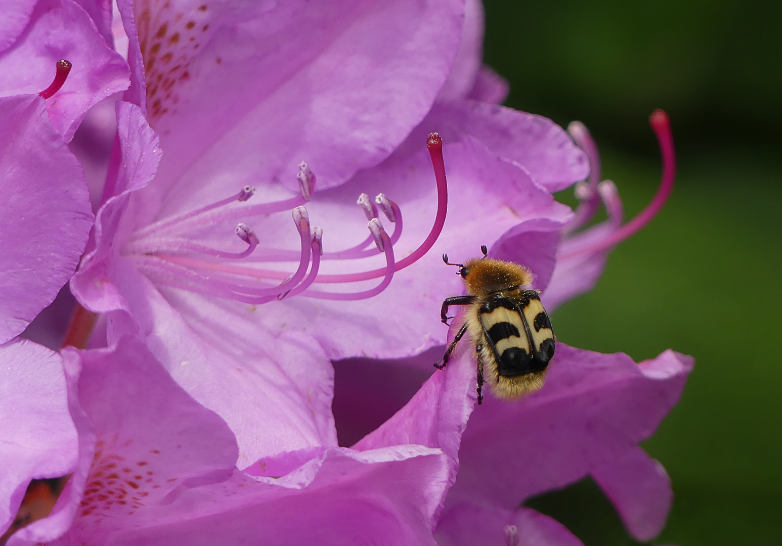 Blümchenbild mit Zugabe