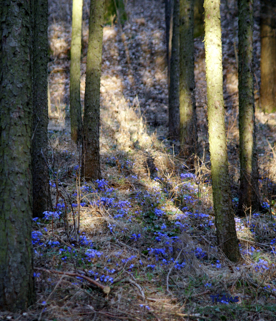 "blümchenblau"