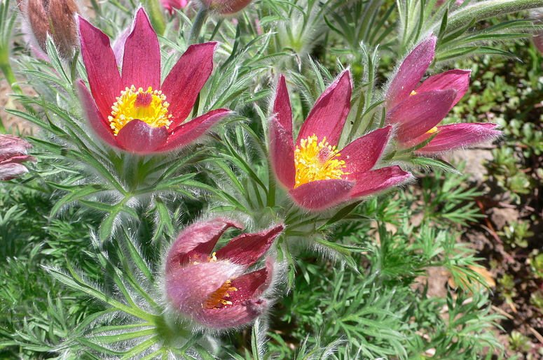 Blümchen....in Nachbar`s Garten