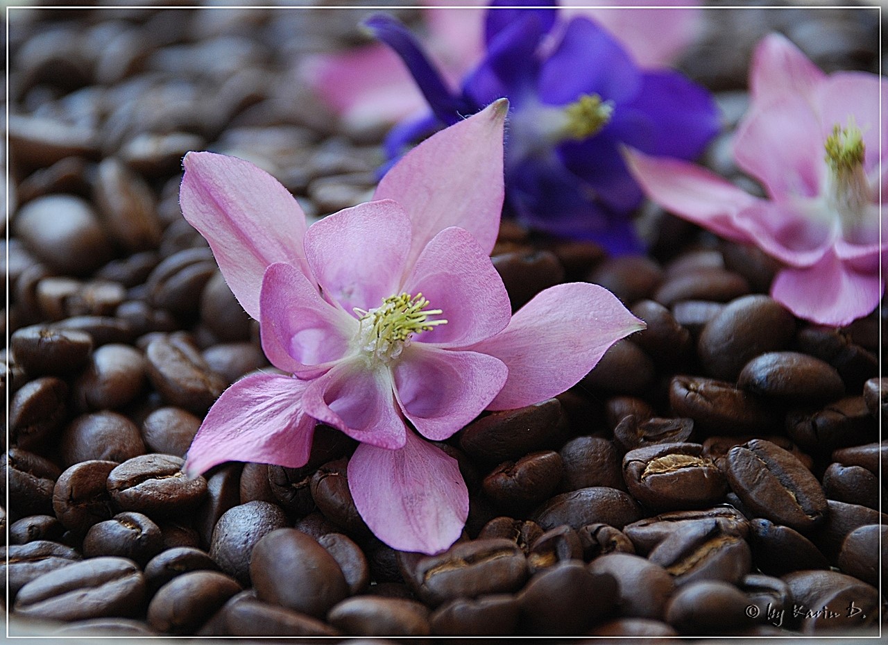 Blümchenkaffee