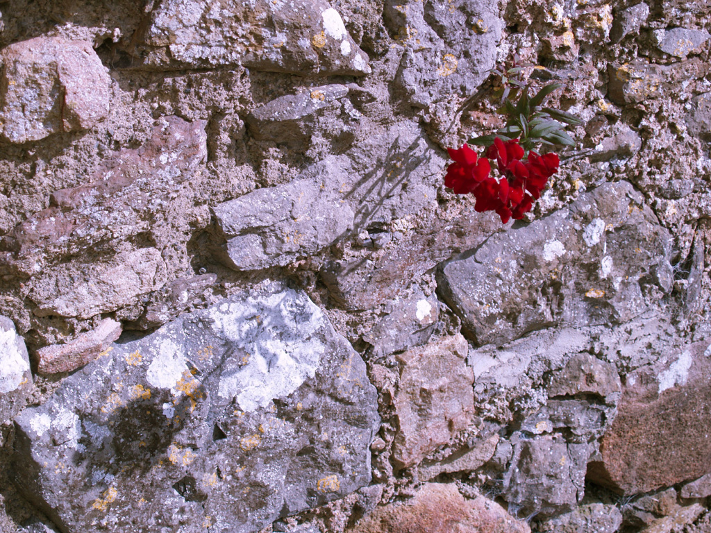 Blümchenmauer- Mauerblümchen als Mittwochsblümchen