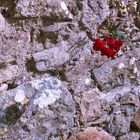 Blümchenmauer- Mauerblümchen als Mittwochsblümchen