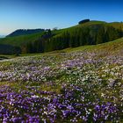 Blümchenpanorama (180° Pano)