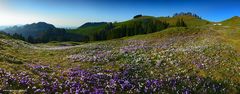 Blümchenpanorama (180° Pano)