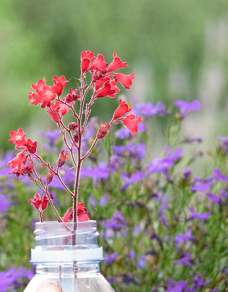 blümchen.rot.in.evian.vor.lila.blümchen...