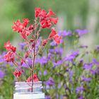 blümchen.rot.in.evian.vor.lila.blümchen...