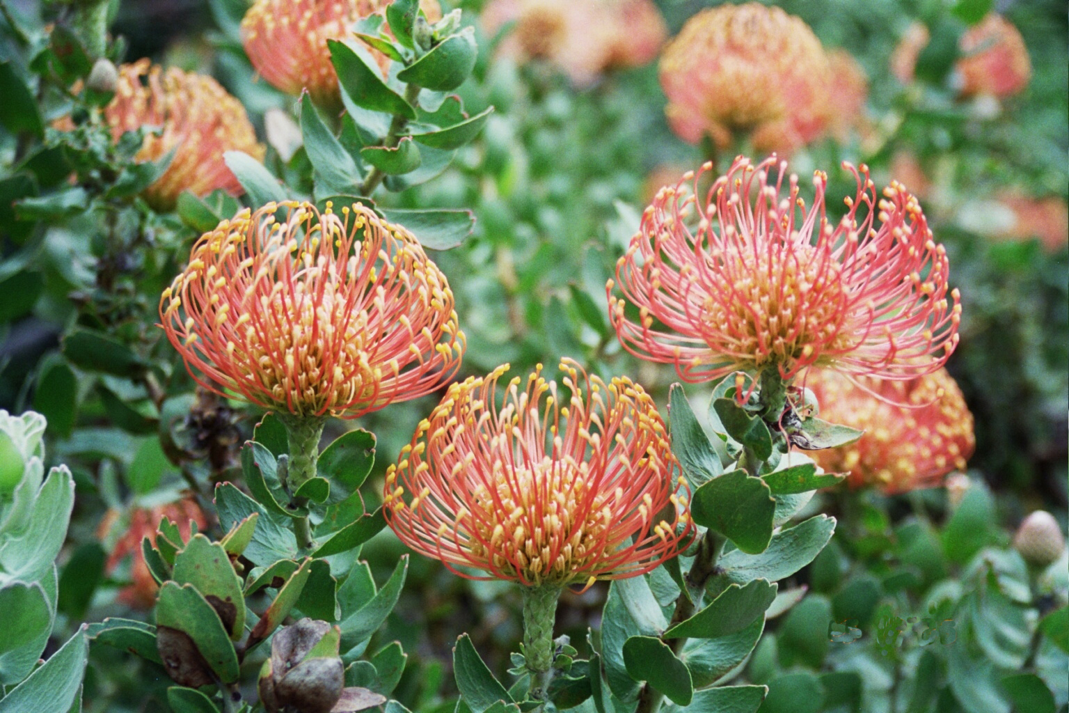 Blümchentag: Protea, aufgenommen in Kapstadt / Südafrika.