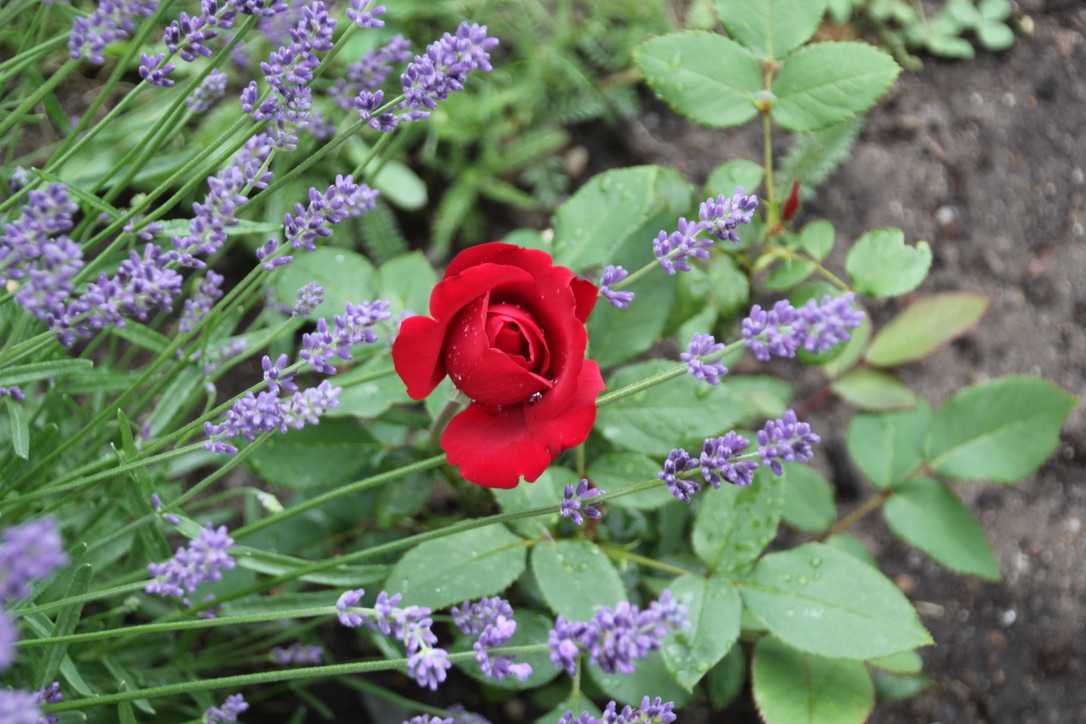 Blümchentag: Rose im Lavendel