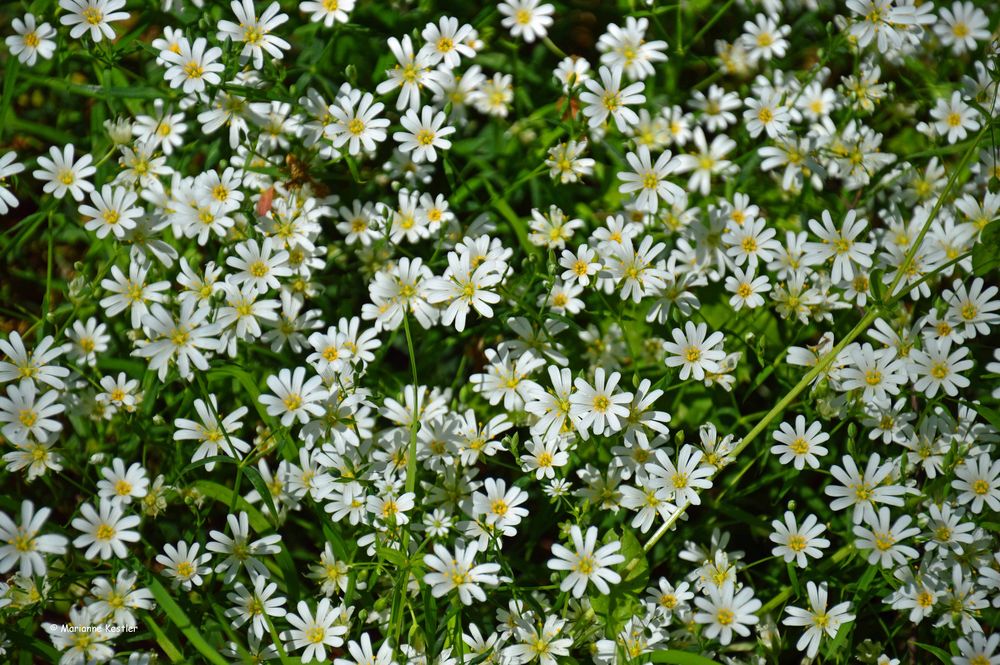 Blümchentapete am Waldboden