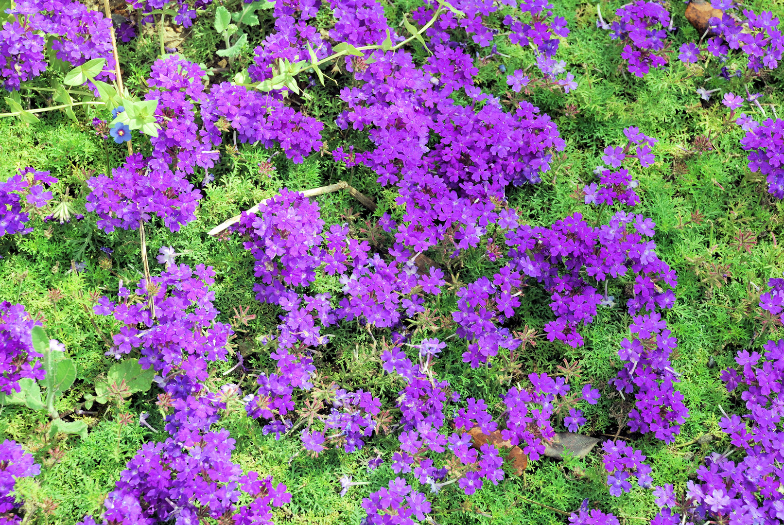 Blümchentapete oder Blumenteppich