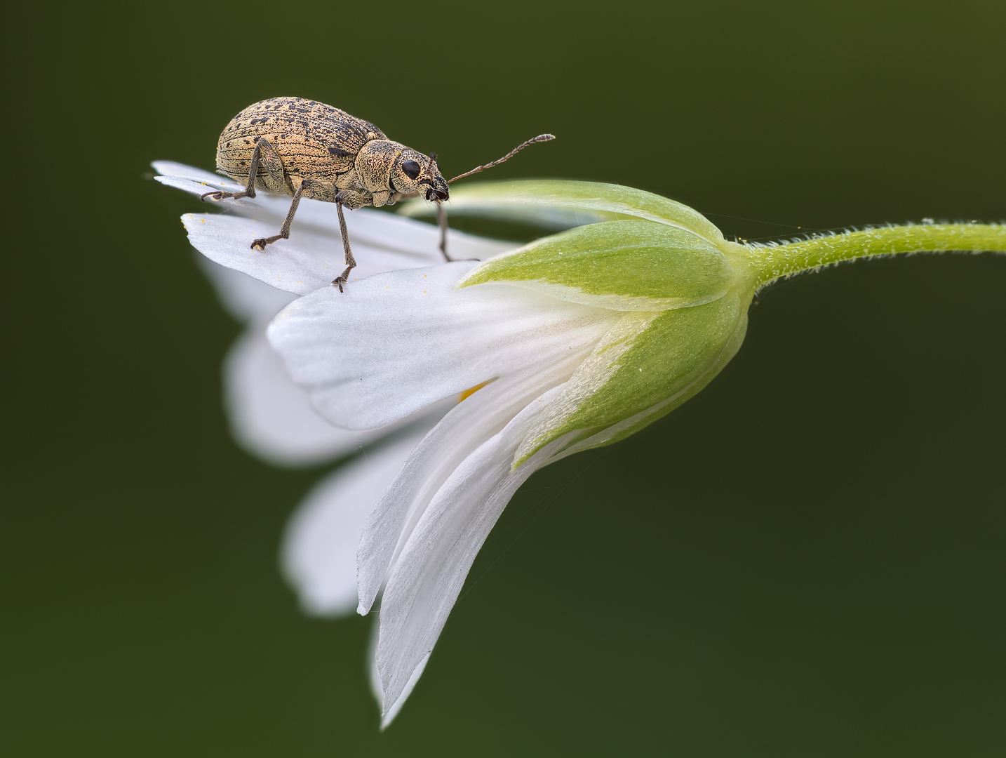 Blümchenwanderer 2