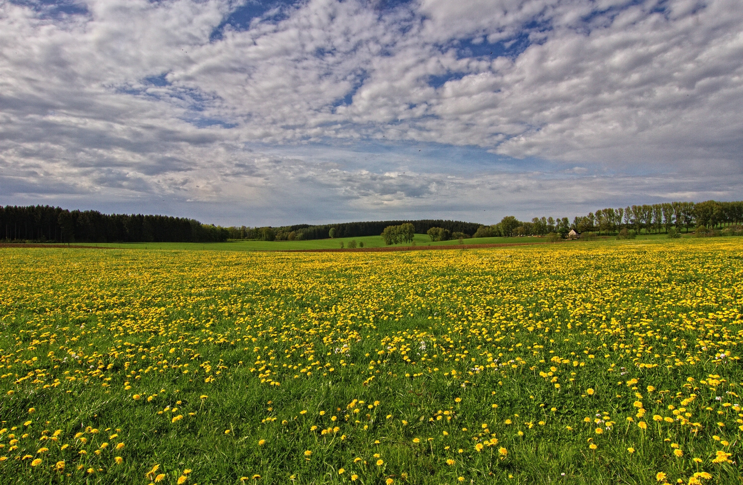 Blümchenwiese Foto &amp; Bild | deutschland, europe, nordrhein- westfalen ...