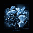 ---- bluemen -----