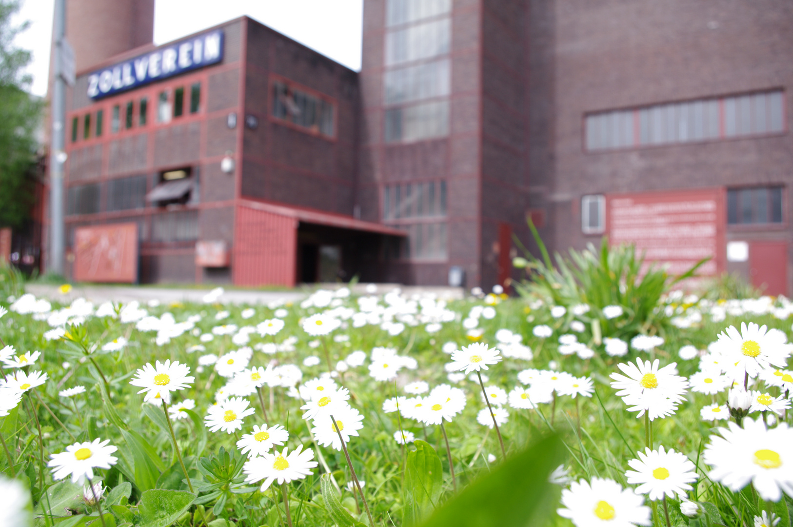 Blümkes auf Zollverein