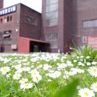 Blümkes auf Zollverein