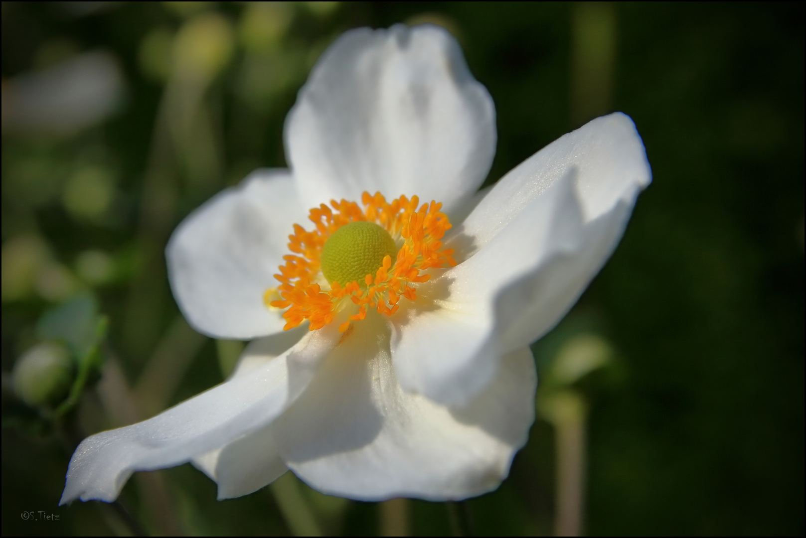 Blümle aus dem Garten