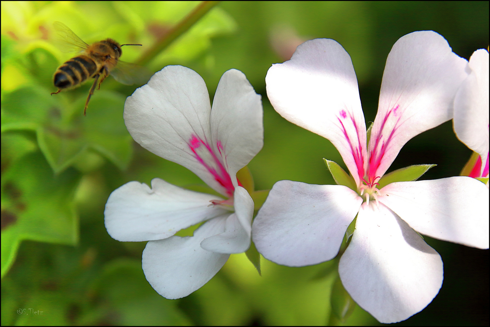 Blümle aus dem Garten 